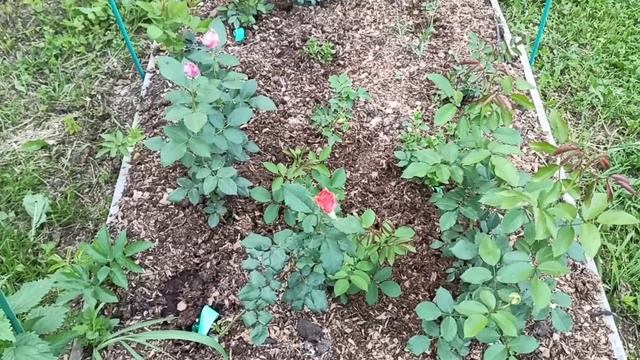 Беседка для розового сада! Розы которые распустились, и просто про любовь!? смотреть онлайн