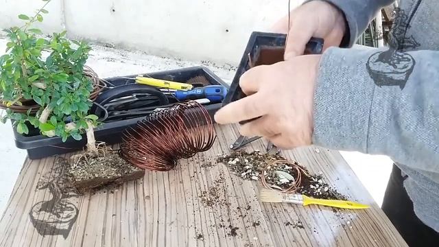 ÇiçekSepetinden hediye Bonsaide saksı toprak değiştirme (Zelkova ) Carmona retusa yada microphyll смотреть онлайн