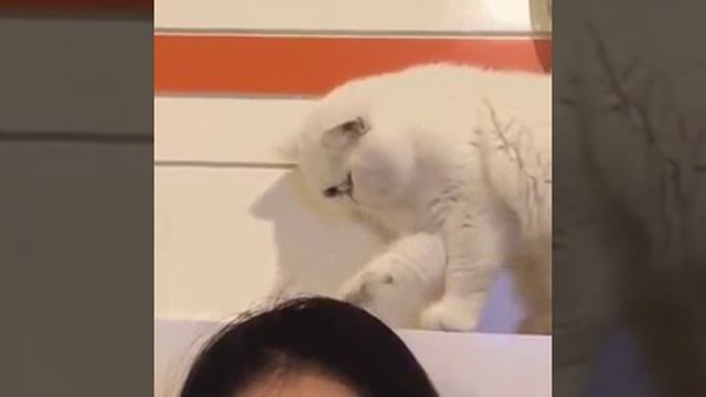 Кот ест волосы смотреть онлайн