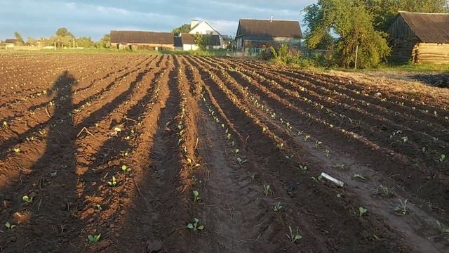 садим КАПУСТУ в открытый грунт 2022 смотреть онлайн