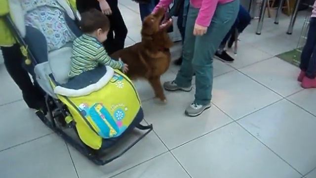 г.Пермь.Выставка Собак