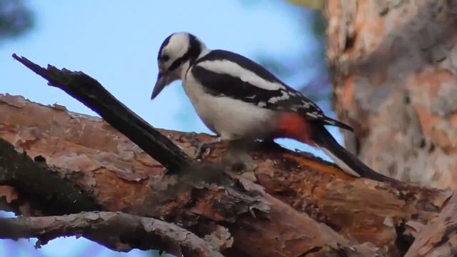 Встречи в лесу - белки, дятлы, синицы ... Squirrels, woodpeckers, Tits. смотреть онлайн