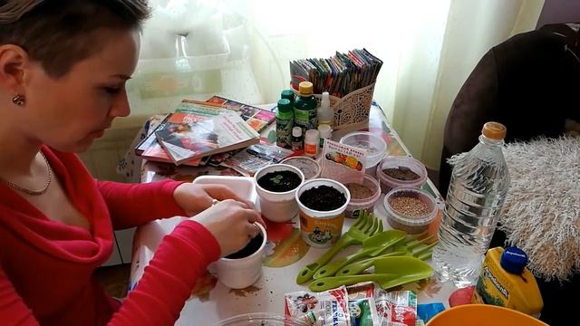 САЛЬВИЯ ЯРКАЯ КРАСАВИЦА У ВАС В ЦВЕТНИКЕ ВЫРАЩИВВАЕМ СВОИМИ РУКАМИ 3 ПИКИРОВКА смотреть онлайн