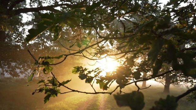 ☯️ Прекрасная Пиано Музыка | Расслабляющая Музыка, Музыка перед сном, Лес смотреть онлайн