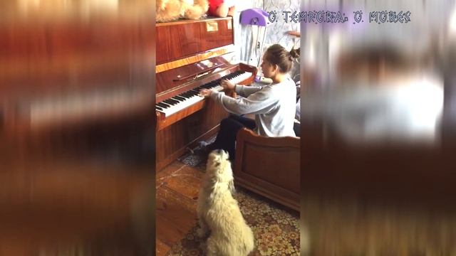 El Comico Perrito  Cantante