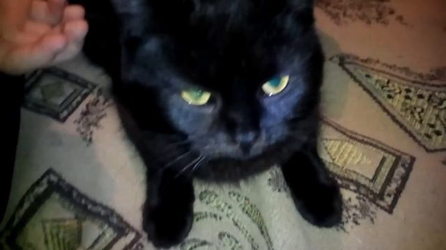 Как вырубить кошку смотреть онлайн