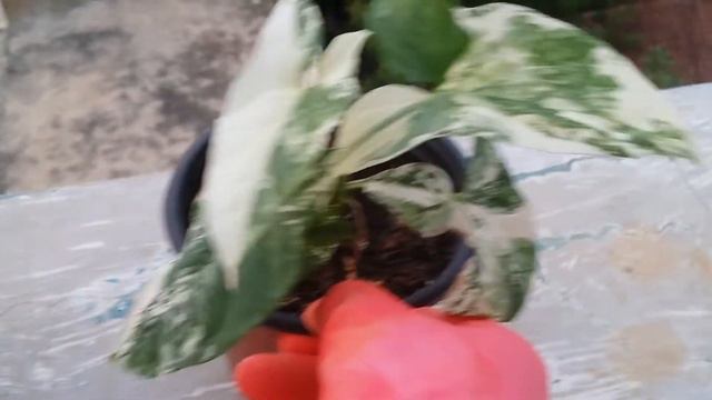 ||  MY SYNGONIUM T24 AND SYNGONIUM ALBO ||