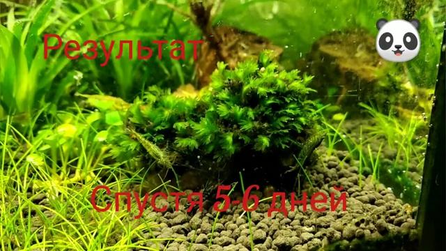 КАК ИЗБАВИТЬСЯ ОТ ВОДОРОСЛИ ЧЕРНАЯ БОРОДА В АКВАРИУМЕ !!! ЧАСТЬ 2 смотреть онлайн