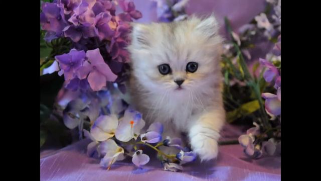 маленькие котята очень интересно смотреть онлайн