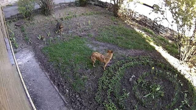 Життя однієї клумби. Собаки граються на клумбі 21 квітня 2017 року смотреть онлайн