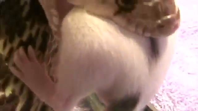 Snake eats mouse alive смотреть онлайн