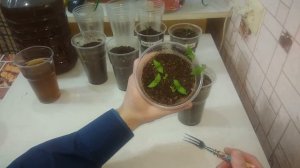 Когда пикировать баклажаны после всходов в стаканчик.Рассада баклажан пикировка