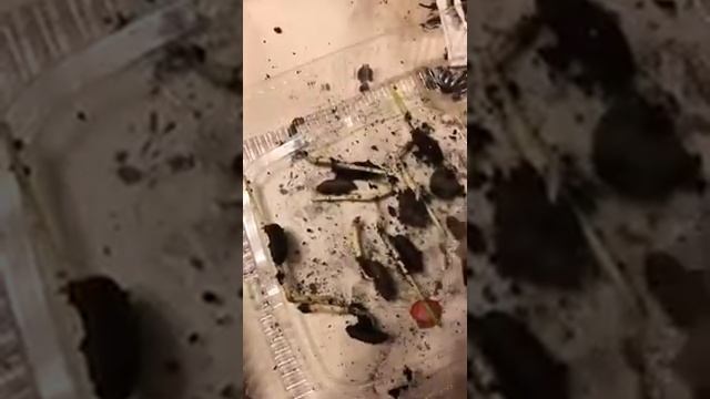 Проросшие косточки финика смотреть онлайн