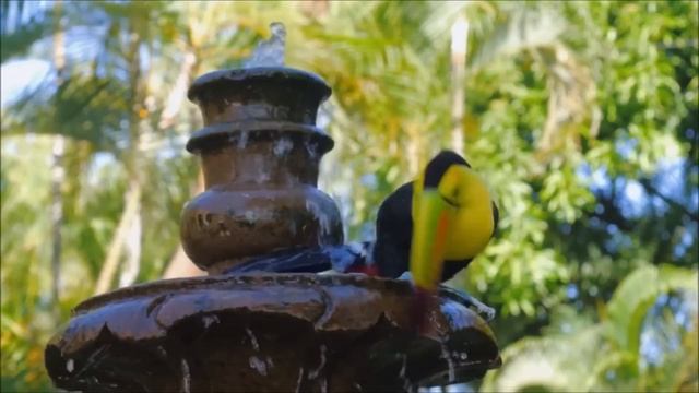 All About Birds For Children: Animal Learning For Kids - FreeSchool