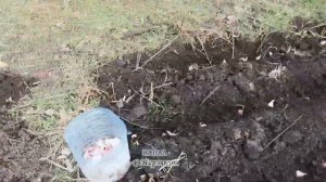 Чеснок из бульбочек. Размер. Когда сажать бульбочки чеснока. Посадка озимого чеснока. #garlic