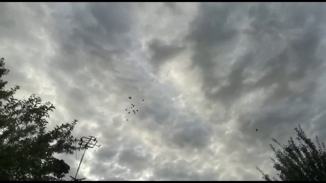 Роскошные и красивые тяга, игра, лёт. Двухчубые голуби. Tauben. Pigeons. Palomas. Pombos. 비둘기.