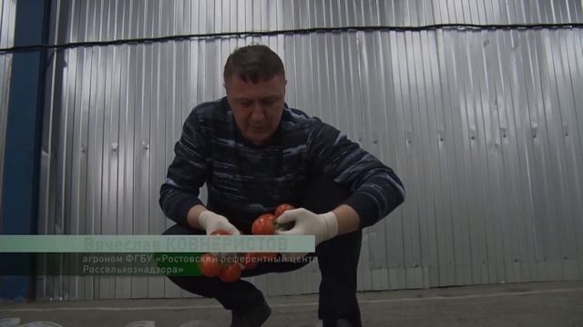 Фитосанитарный контроль на границе. Томаты из Туркмении.mp4 смотреть онлайн