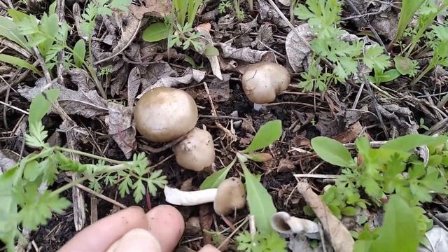 Old Garden - Старый запущенный сад смотреть онлайн