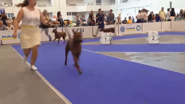 Euro dog Show2017.Thai Ridgeback.Male Champions. смотреть онлайн