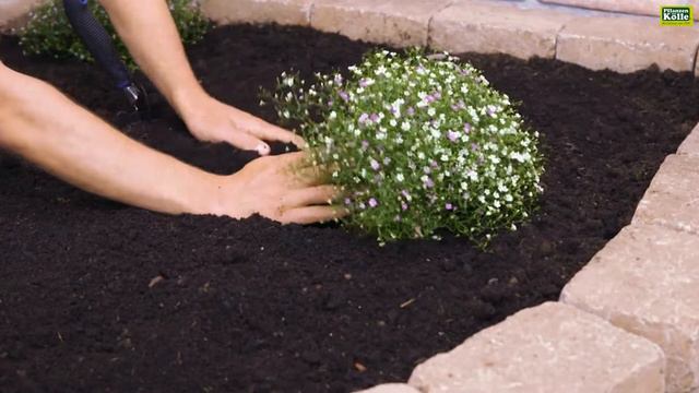 Mauer-Gipskraut einpflanzen im Garten | Pflanzen-Kölle смотреть онлайн