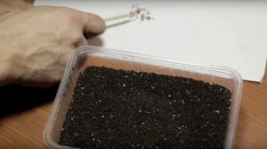 Чего нельзя делать при посеве семян на рассад