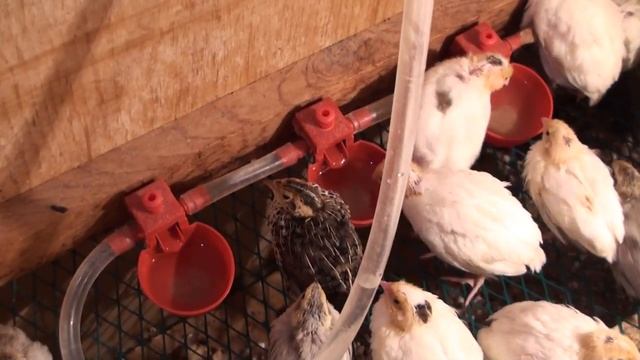 Поилки для куриц, цыплят, уток, перепелов, кроликов. Часть 2, Чашечная поилка смотреть онлайн