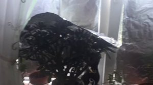 Комнатные растения – на подоконниках. Защита от солнца – фольга на стёклах