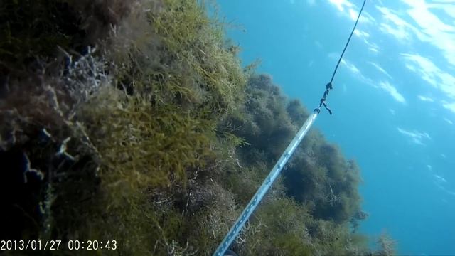 Подводная охота Новороссийск. Черное море. Осень 2015 г.Black sea spearfishing Russia смотреть онлайн