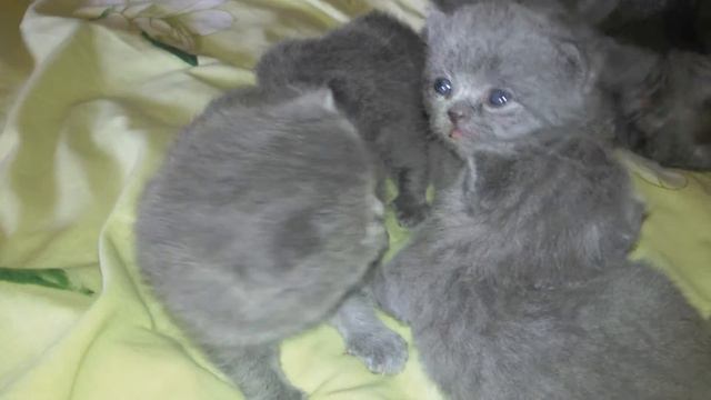 Шотланская мамаша вылизывает задницу смотреть онлайн