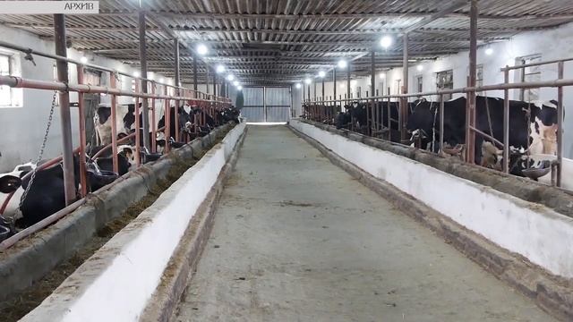 Кореновск. Молока стало больше! смотреть онлайн