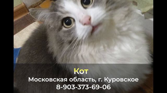 Пропал кот ! Московская область , г. Куровское смотреть онлайн