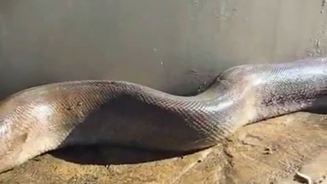 Огромная змея в Казахстане