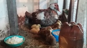 Нужно ли забирать утят у индоутки во время вывода.