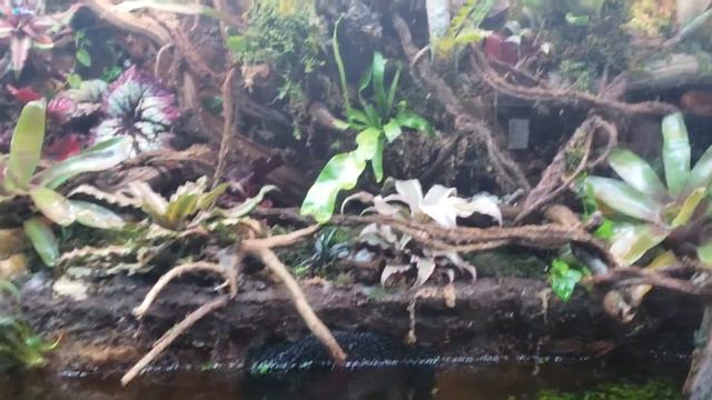 Awesome Firebelly Toad Paludarium