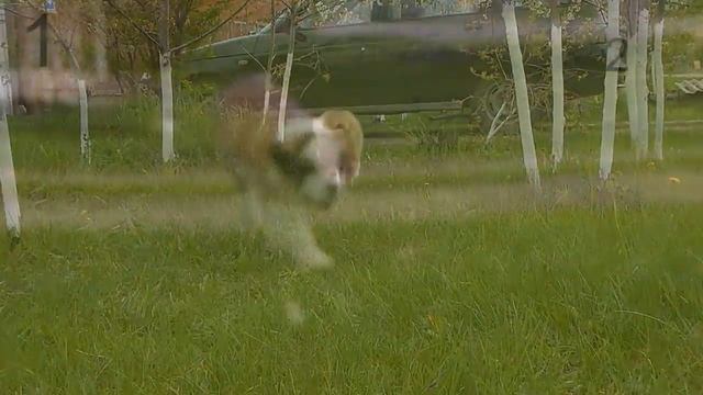 Сенбернары 3 месяца смотреть онлайн