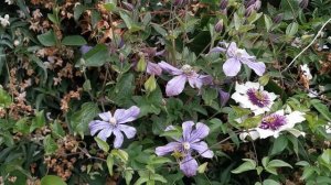 Clematis florida Sieboldii (aka Sieboldiana) , a wonderful bicolor Clematis white with purple centr