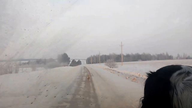 собака охотник реакция на дикого лиса смотреть онлайн
