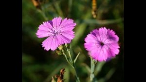 "Природное наследие Оренбуржья": виртуальное эко-путешествие