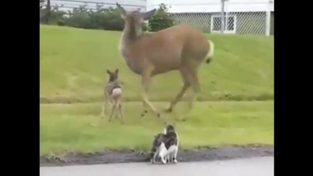 Прикол! Домашние животные! Олень мочит собаку и кота, защищая олененка смотреть онлайн