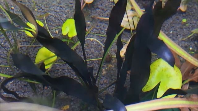 Echinodorus horemanii 'Super Red' (エキノドルス ホレマニー 'スーパーレッド') смотреть онлайн