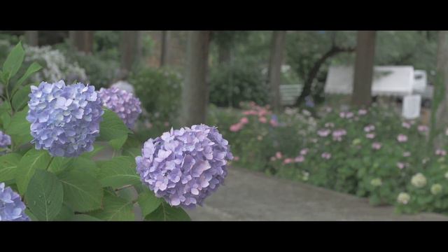 Ungraded and Graded / Hydrangea of Myohoji × GH4 4K (UHD) смотреть онлайн