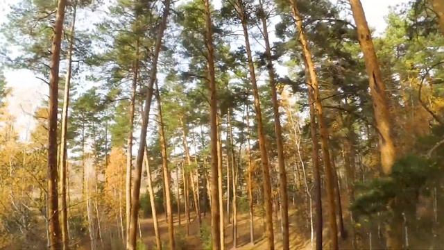 Осенний лес смотреть онлайн