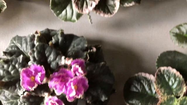 AFRICAN VIOLETS. How my rosettes grow after forming. Following the video about Wayne Gislin violet смотреть онлайн
