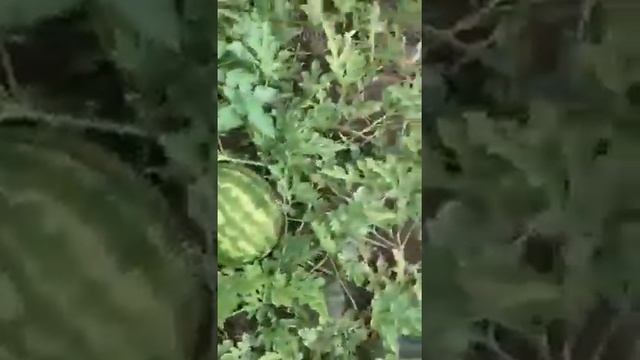 Арбуз "Талисман" оптом от нашего хозяйства смотреть онлайн