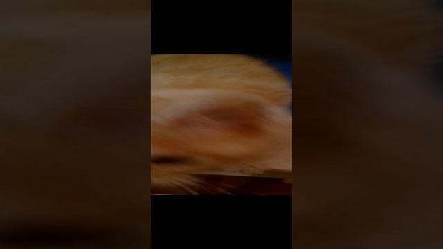 ☝️?? Хочеш жить - догадайся сам. 
#зимахолодно #умныйкот