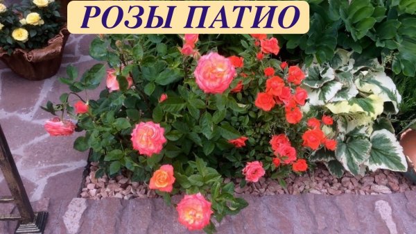 ЦВЕТУЩИЙ БОРДЮР. МИНИАТЮРНЫЕ РОЗЫ ПАТИО. Miniature patio roses. ДАЧНЫЙ КРЕАТИВ.