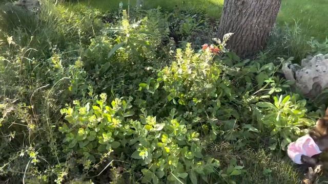 Леокадия рассказывает КАК Люся себя сейчас чувствует! смотреть онлайн