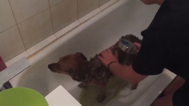 Как ПЕРВЫЙ РАЗ ПОМЫТЬ СОБАКУ? Чем и как нужно мыть собаку?