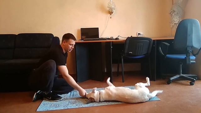 команда умри | как научить собаку команде умри | дрессировка собак смотреть онлайн