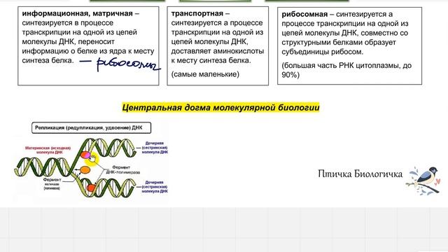 ОТКРЫТЫЙ УРОК ПО БИОЛОГИИ (для ознакомления с курсом). Тема: РНК, ТРАНСКРИПЦИЯ, РЕПЛИКАЦИЯ. смотреть онлайн